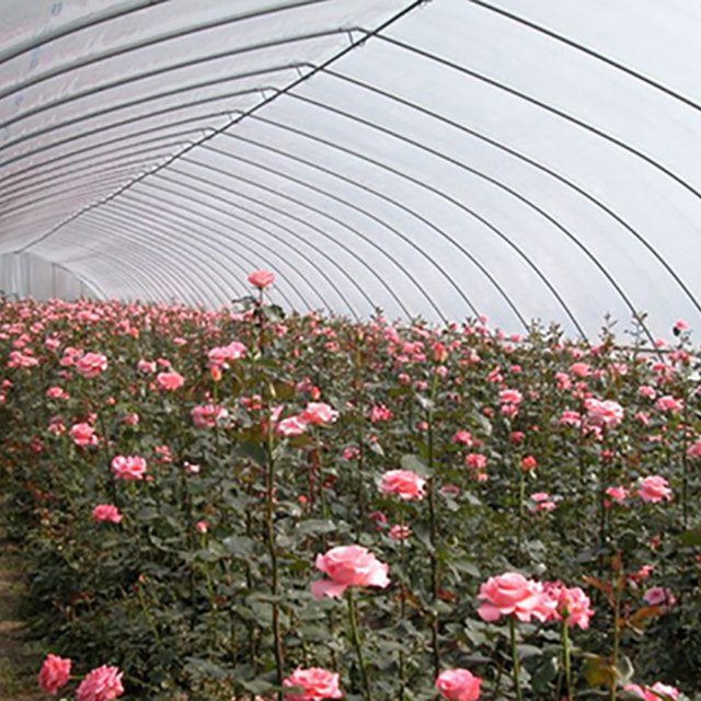 One one Nursery Easily Installed agricultural winter tunnel greenhouse for sale best price cheap price tunnel greenhouse