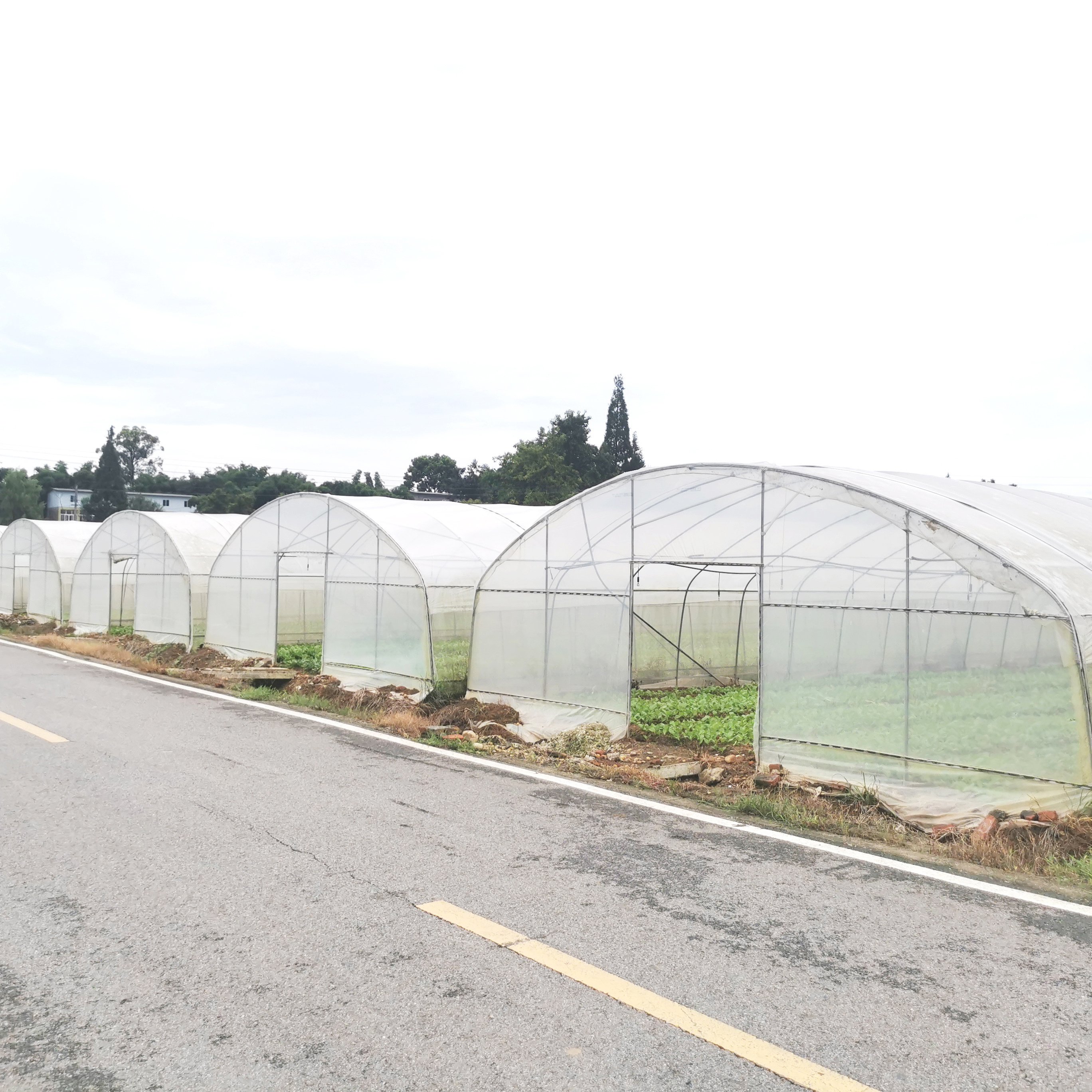 Single Span Steel Green House Metal Frame Plastic Film Tunnel Vegetable Seeds Tomato Greenhouse Agricultural Greenhouse