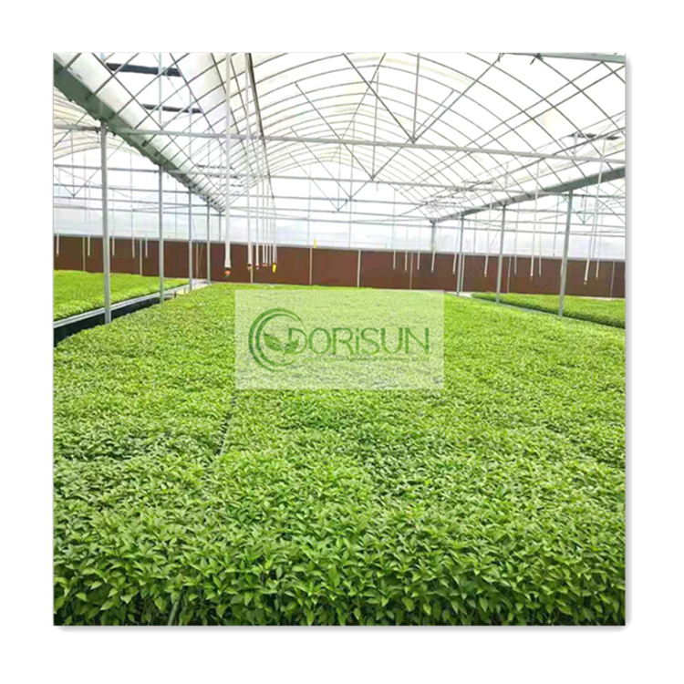 Serre Agricole Reasonable Price Professional Manufacturer Low Price Acrylic Glass Multispan Agricultural Greenhouses