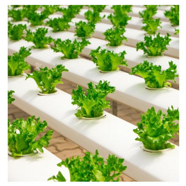 JIapei Indoor Smart Cuitivo NFT Hydroponic Vertical Aquaponics Hydroponic System In Superfarm