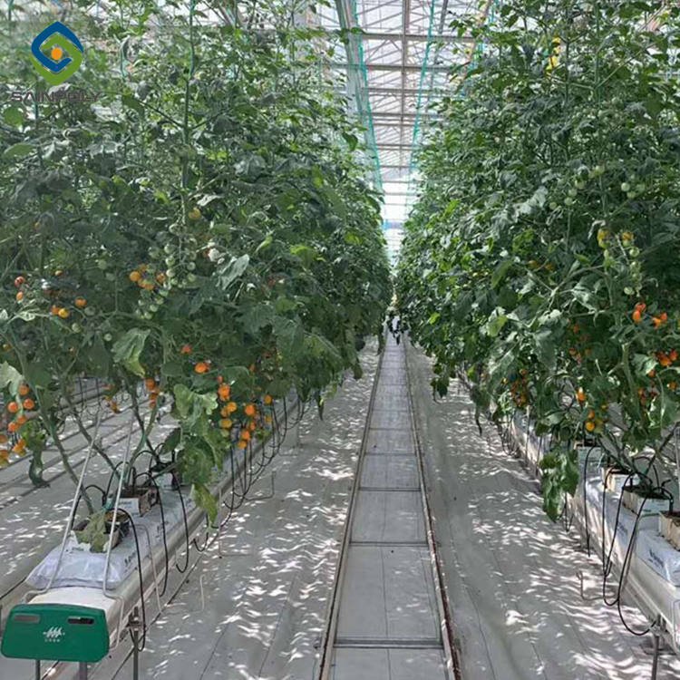 Tomato Hydroponic Systems Sold In serre agricole Polycarbonate Greenhouses