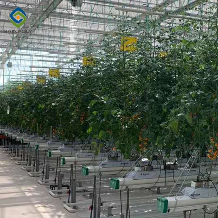 Tomato Hydroponic Systems Sold In serre agricole Polycarbonate Greenhouses