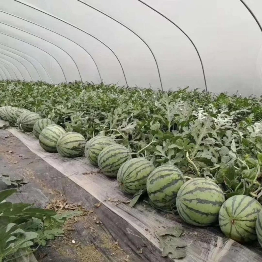 Agriculture Greenhouse for Watermelon Film Plastic Agriculture Greenhouse Hoop House