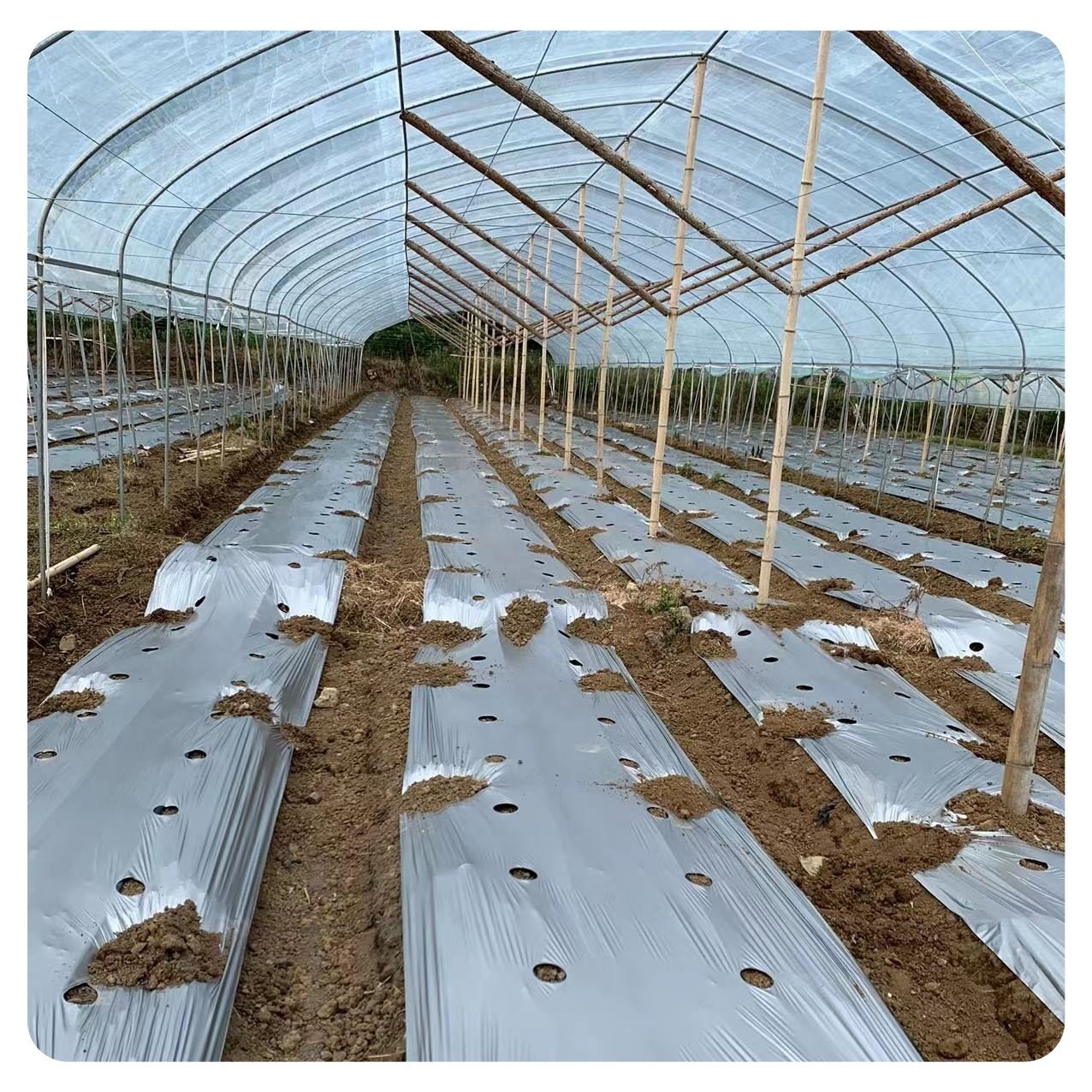 High Quality Biodegradable Agricultural Black and Silver Plastic Reflective Mulching Cover Mulch Film With Different Rows Holes