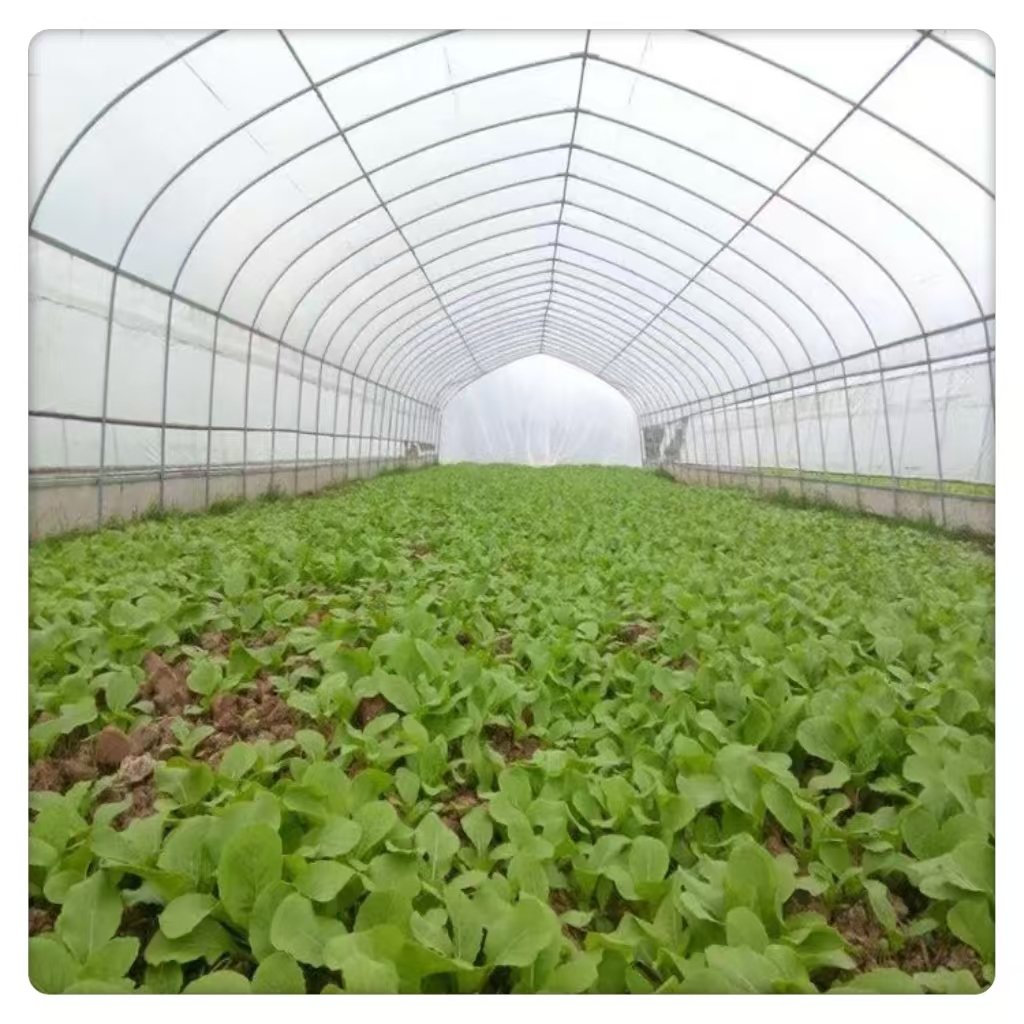 Hot Selling Large Multiple Greenhouse for Vegetable Planting Fish with Plastic Glass Cover Square Pattern Steel Material