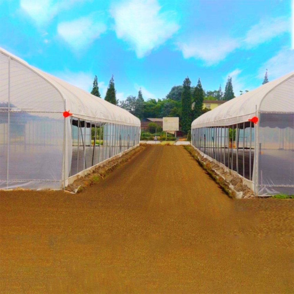 Large Single-Span Agriculture Greenhouse Tunnel PE Film Steel Aluminum Frame Plant Usage Greenhouse Plastic Film Available Sale