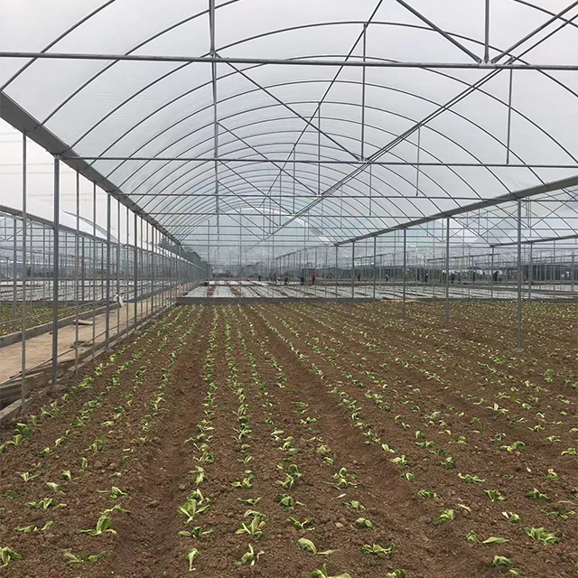 Durable Agricultural Multi-span Polytunnel Plastic Film Customized Vegetable Growing Greenhouse For Sale