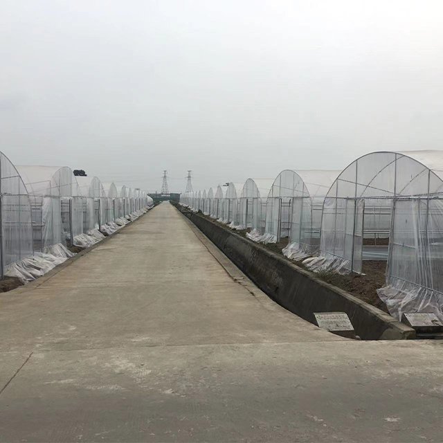 Durable Agricultural Multi-span Polytunnel Plastic Film Customized Vegetable Growing Greenhouse For Sale
