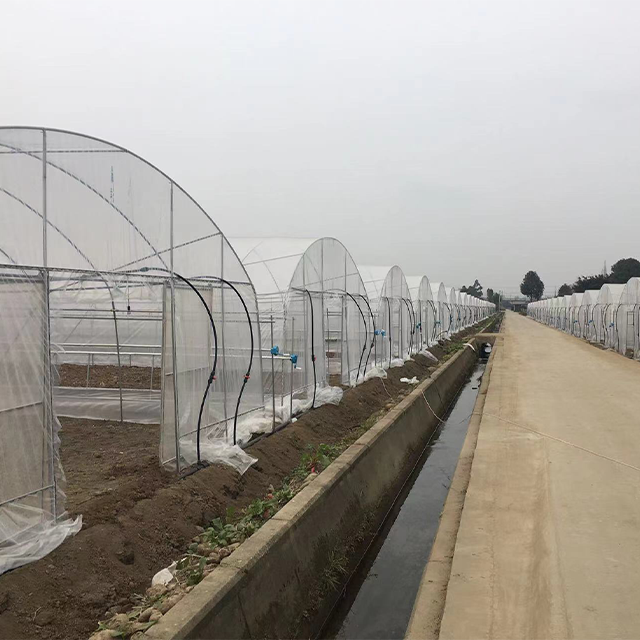 Durable Agricultural Multi-span Polytunnel Plastic Film Customized Vegetable Growing Greenhouse For Sale