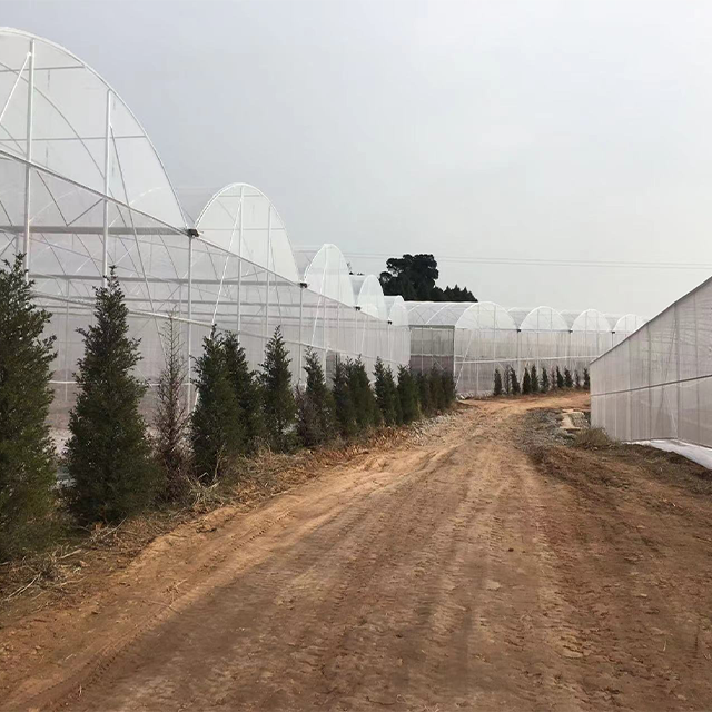 Durable Agricultural Multi-span Polytunnel Plastic Film Customized Vegetable Growing Greenhouse For Sale