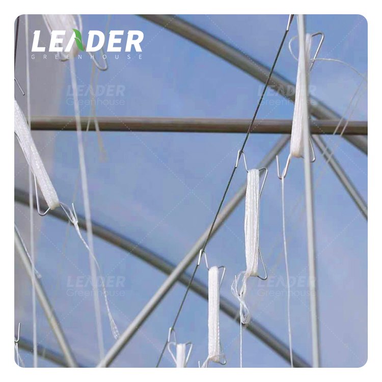 Long life agricultural multi span glass greenhouse accessories hot galvanized tomato planting m hook with 15/12m/6m pp twine