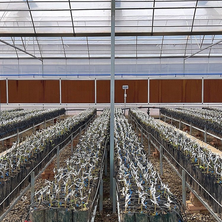 BAOLIDA hothouse polytunnel conservatory growing under cover glasshouse multi-span green house connected greenhouses