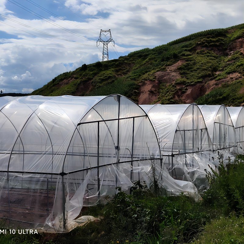 Hot Selling Stable Function PE Film Agricultural Greenhouse Economical Low-Cost Tunnel for Agriculture