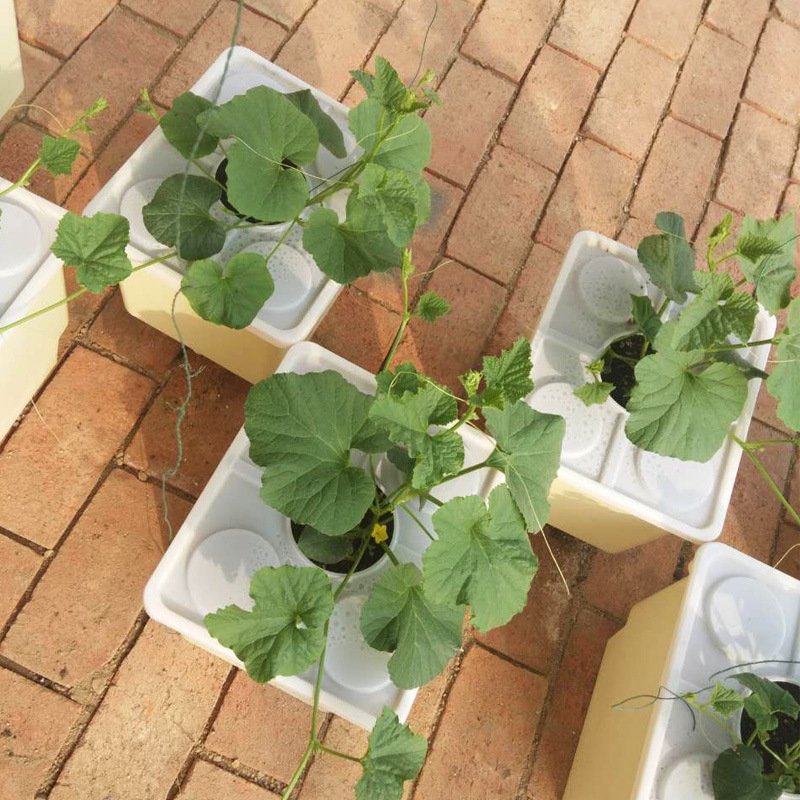 Factory Wholesale Cheap Price Customized Tomato Dutch Bucket Hydroponic System For Greenhouse