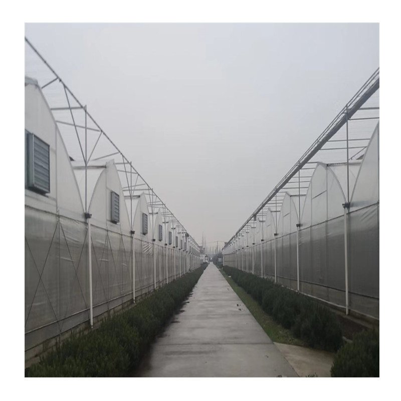 Low cost plastic film tomato agriculture greenhouse for sale