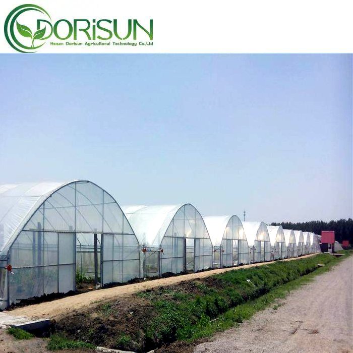 Cheap Large Green House Metal Frame Single span Greenhouses China Tomato Agriculture Greenhouse