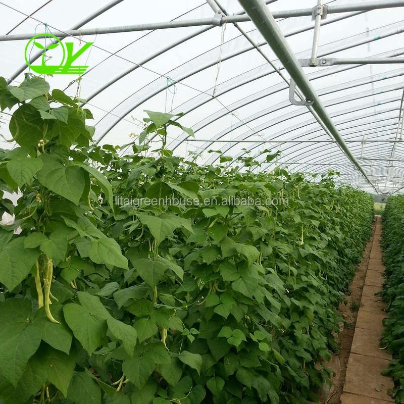 agricultural tunnel covered plastic film wide single span greenhouse