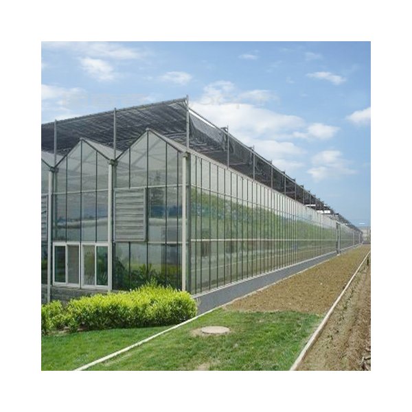 Agricultural Multi-span Venlo Type Glass Greenhouse Multifunctional Turnkey Green house with Hydroponic system for Vegetables
