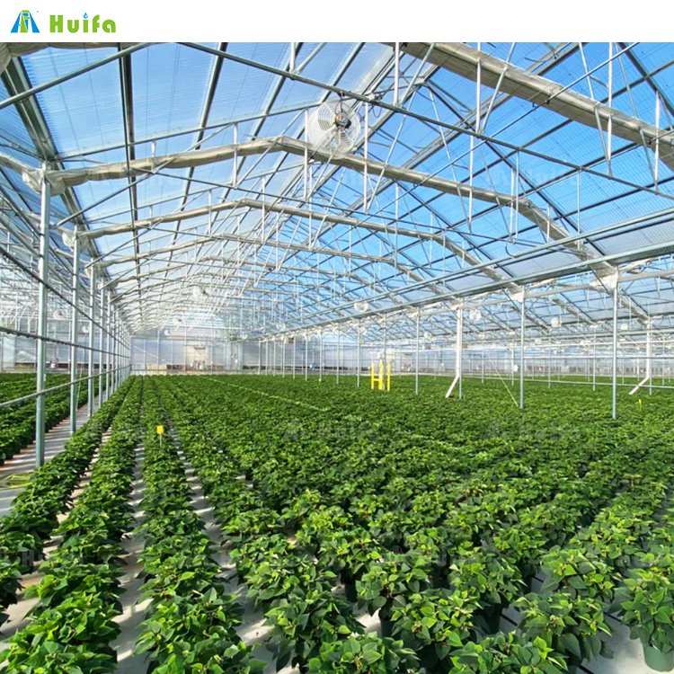 Agriculture Commercial Greenhouse Tunnel Greenhouse Strawberry Multispan Green House Grow Equipment For Sale