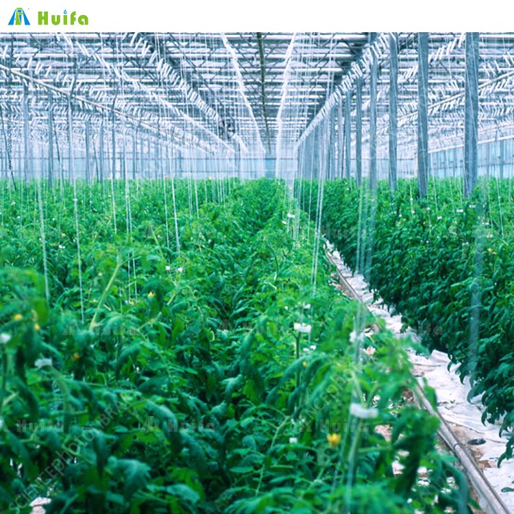 Agriculture Commercial Greenhouse Tunnel Greenhouse Strawberry Multispan Green House Grow Equipment For Sale