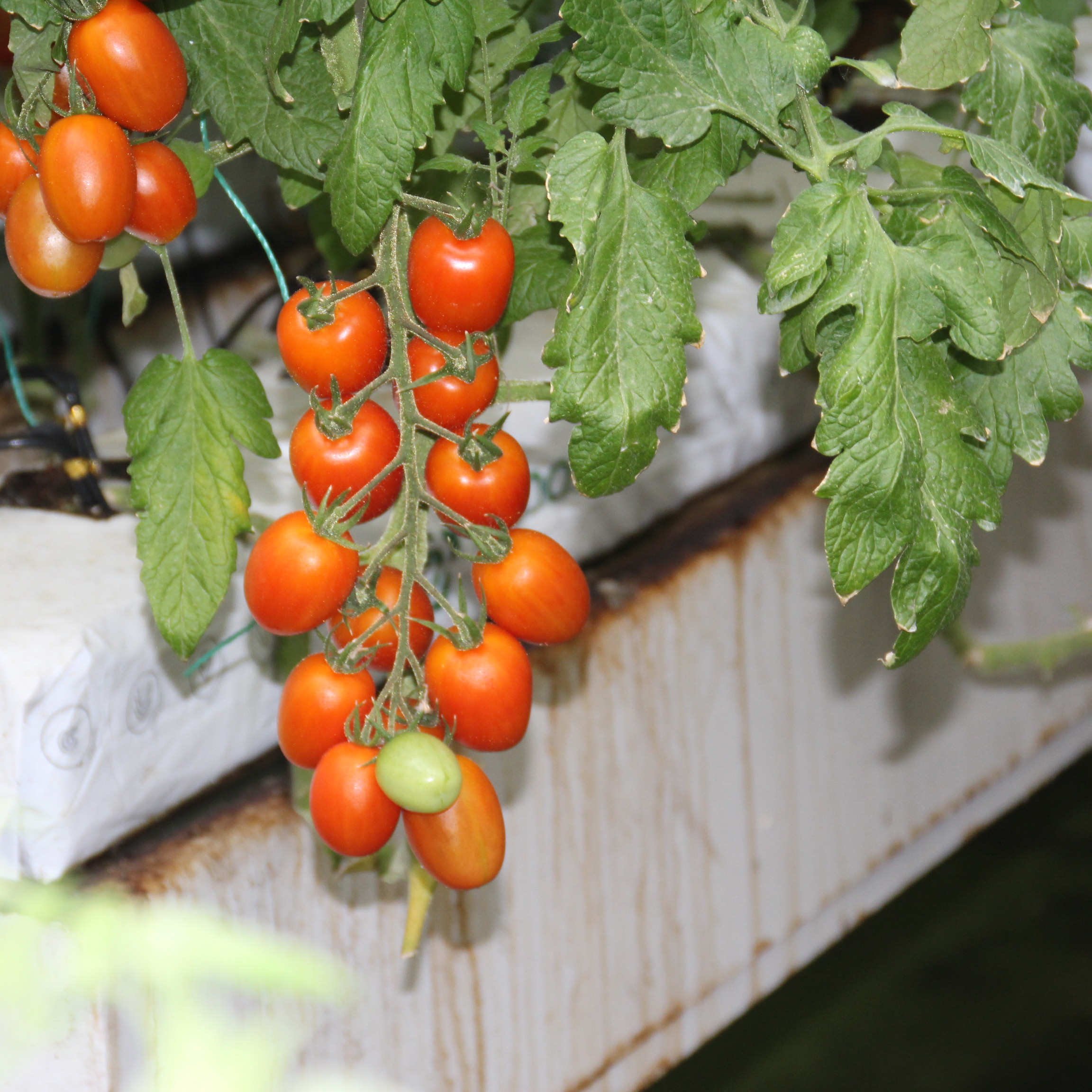 Chinese Agriculture Multi-Span Arch Plastic Film Greenhouse Double Layer Tunnel Shed for Tomato and Strawberry Easily Assembled