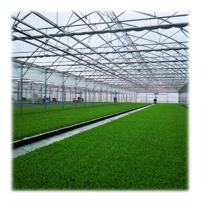 Large Size Low Cost High Tunnel Agricultural Greenhouse for tomato growing vegetable green farm house