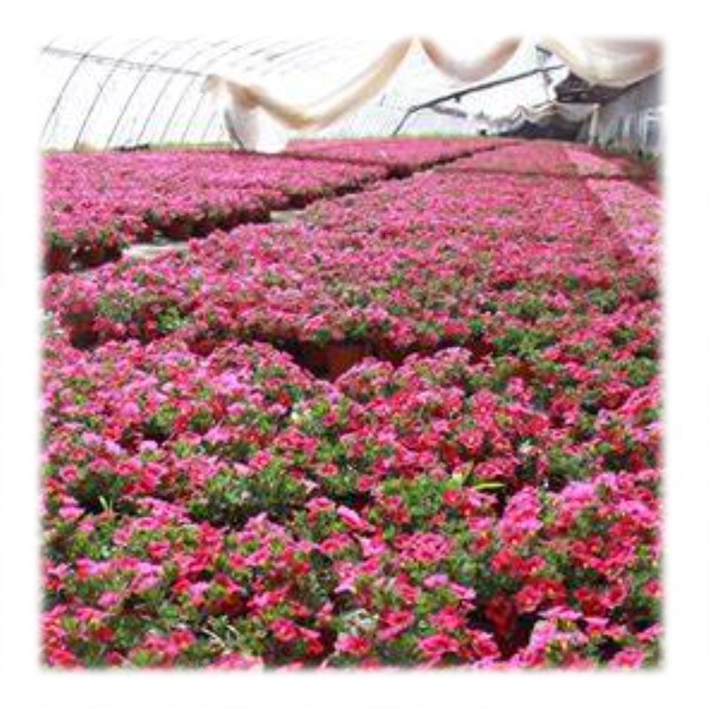 Large Size Low Cost High Tunnel Agricultural Greenhouse for tomato growing vegetable green farm house