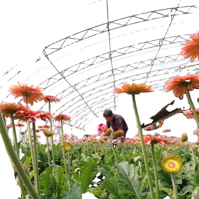 Home garden green house agricultural greenhouse manufacturing back yard greenhouse Flower greenhouse
