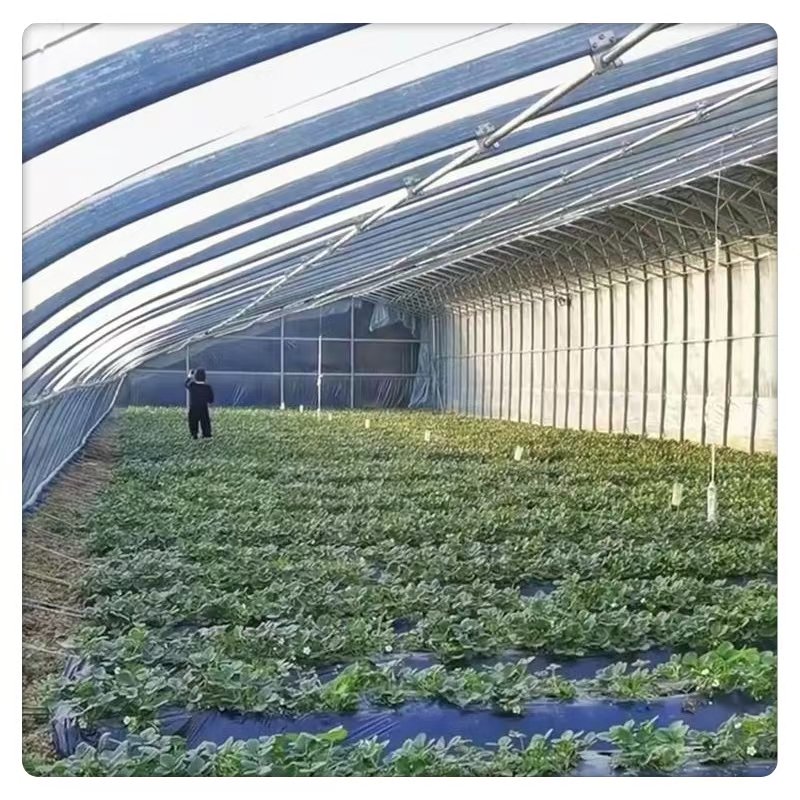 Hot Selling Large Agricultural Greenhouses Vegetables Fruits Single Layer Hydroponic Sunlight Greenhouses Square Green Color
