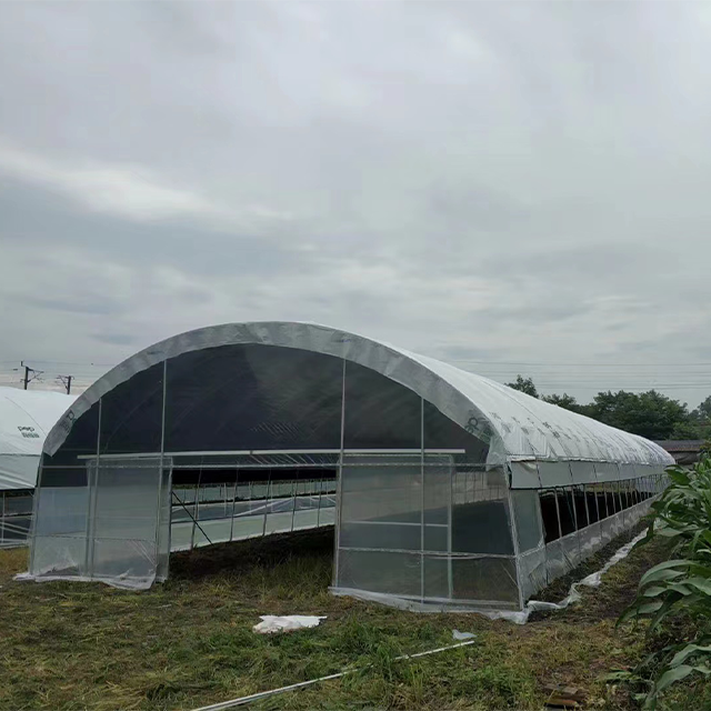Agricultural Plastic PE Film Poly Tunnel Single-span Low Cost Galvanized Frame Structure Greenhouse For Sale