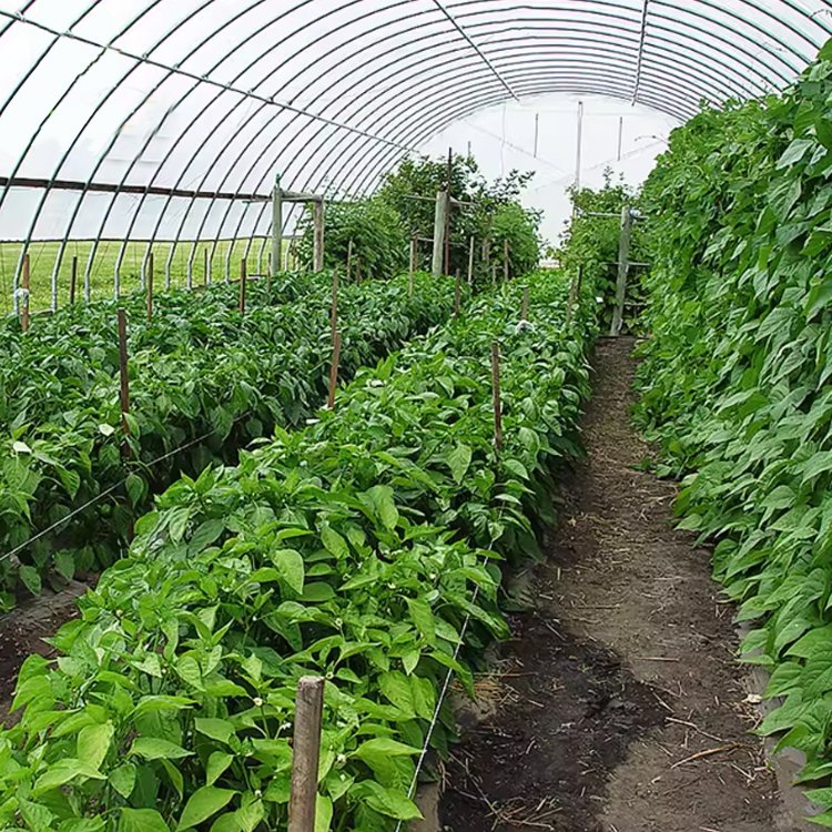 turnkey project with quick construction agricultural greenhouses equipment prefab tunnel strawberry greenhouses kit