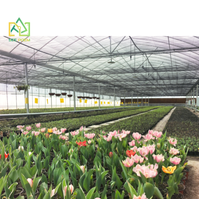Professional Manufacturers Multi-span Green House Structure for Agricultural Greenhouse