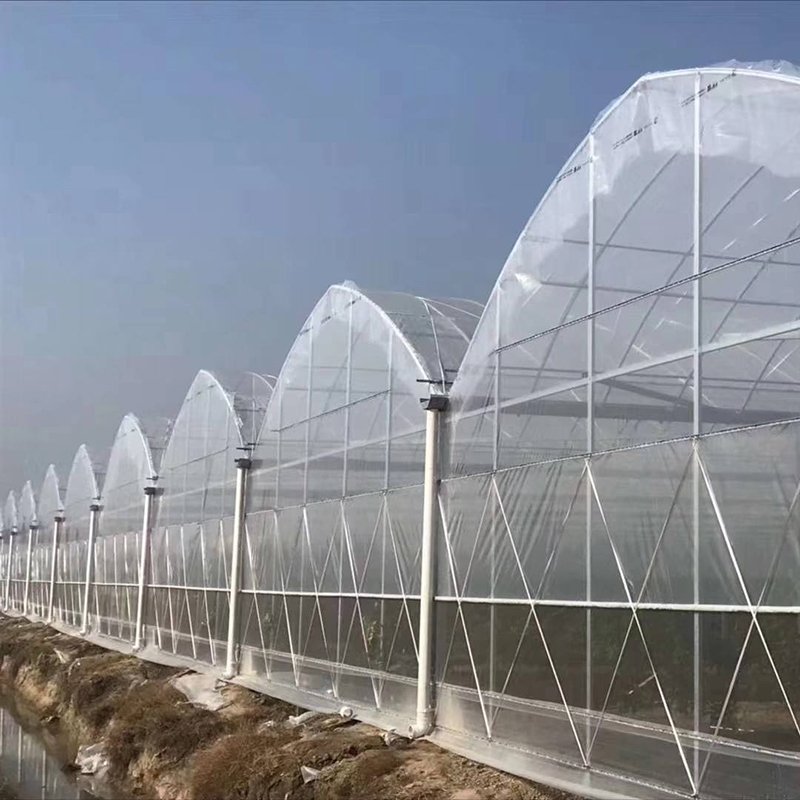 China Agriculture greenhouses multi span plastic film green house with tomato hydroponic system