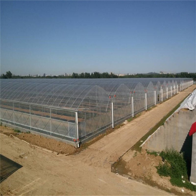 China Agriculture greenhouses multi span plastic film green house with tomato hydroponic system