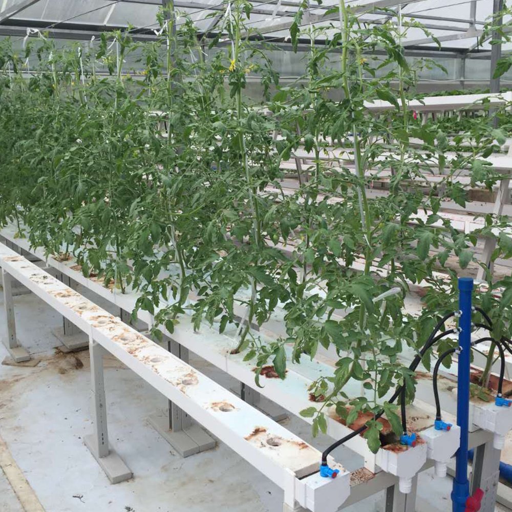 Greenhouse Commercial Plant China Suppliers Agricultural Hydroponic Square Pipe Nft Channel System