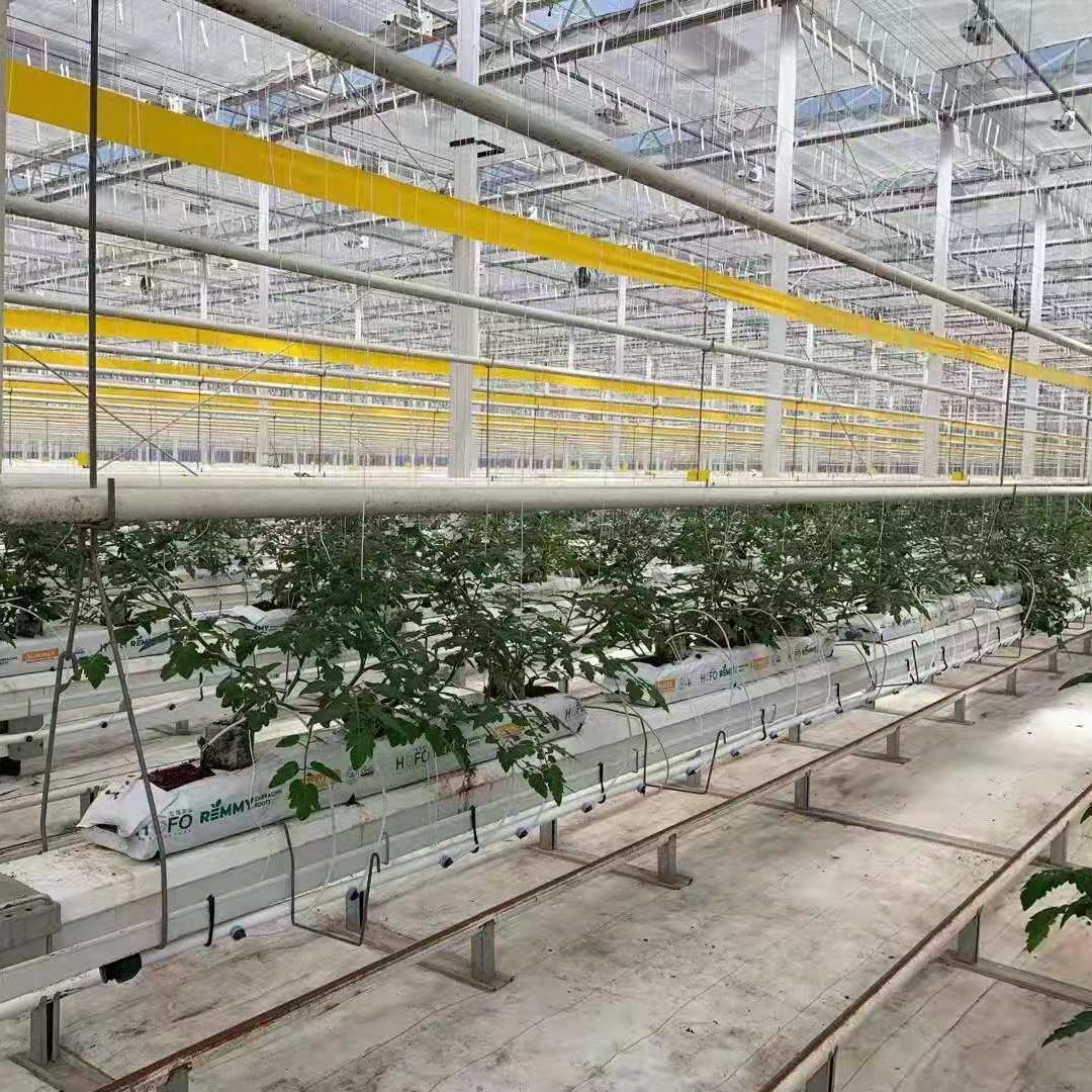 Hydroponic System Agricultural Greenhouse Vegetables Low Cost