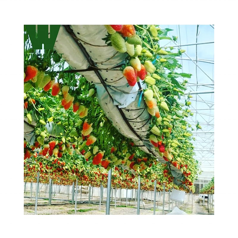 Good-supplier Greenhouse Hot-Galvanized Frame Single Tunnel Greenhouse