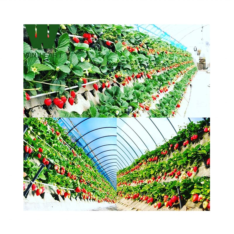 Good-supplier Greenhouse Hot-Galvanized Frame Single Tunnel Greenhouse