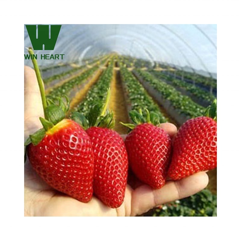 Good-supplier Greenhouse Hot-Galvanized Frame Single Tunnel Greenhouse