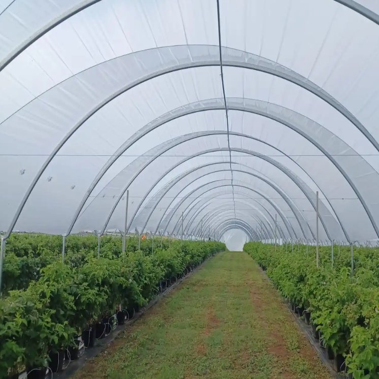 Multi-span High Customized Agricultural Greenhouse with Strong load-bearing hot-dip galvanized steel frame Blueberry Greenhouse