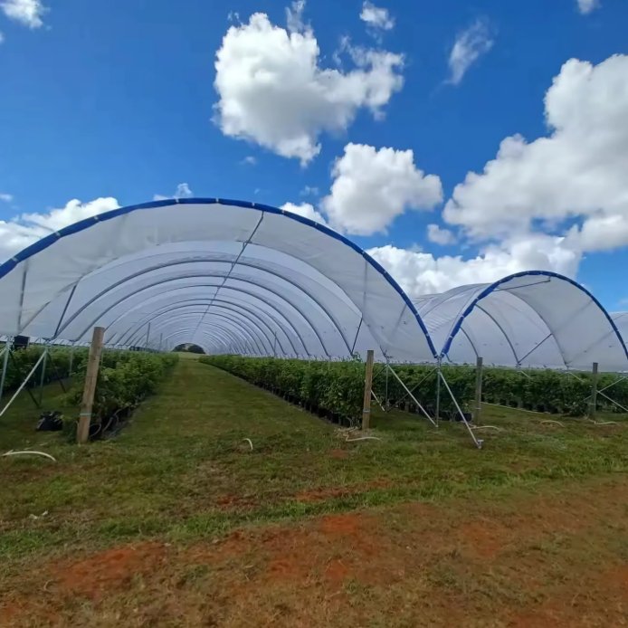 Multi-span High Customized Agricultural Greenhouse with Strong load-bearing hot-dip galvanized steel frame Blueberry Greenhouse