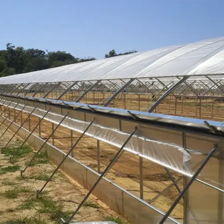 Multi-span High Customized Agricultural Greenhouse with Strong load-bearing hot-dip galvanized steel frame Blueberry Greenhouse