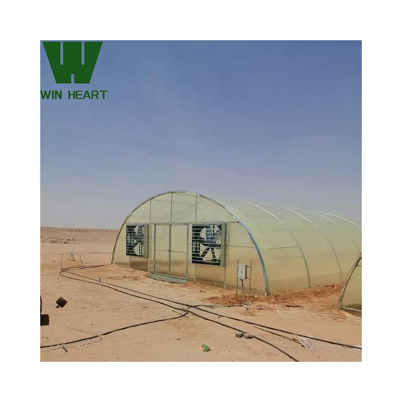 Pepper Chili growing greenhouses for agriculture farm