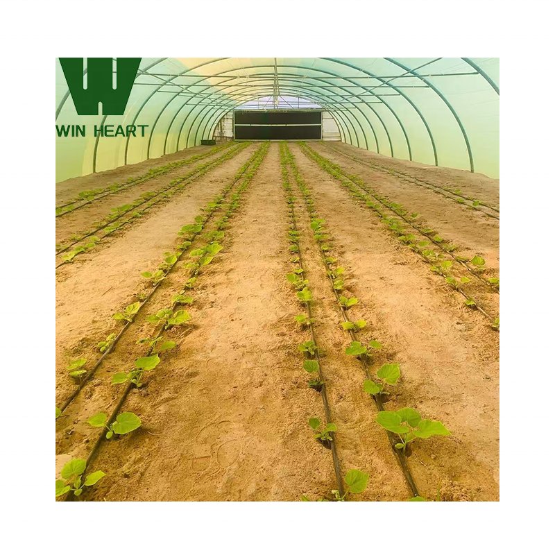 Pepper Chili growing greenhouses for agriculture farm