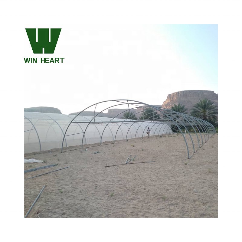 Pepper Chili growing greenhouses for agriculture farm