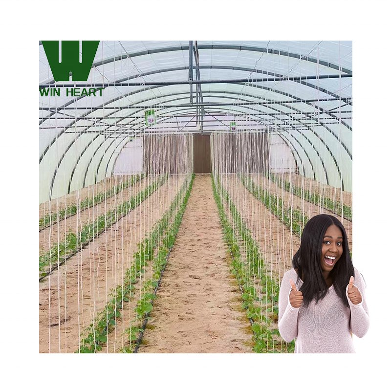 Pepper Chili growing greenhouses for agriculture farm