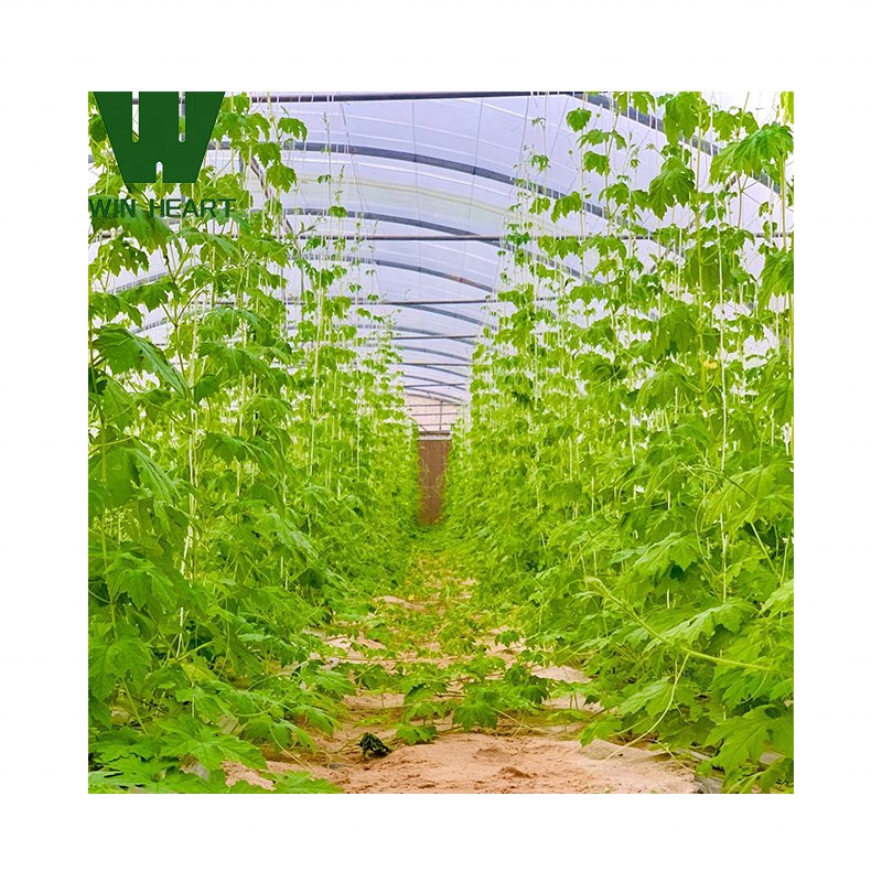 Pepper Chili growing greenhouses for agriculture farm