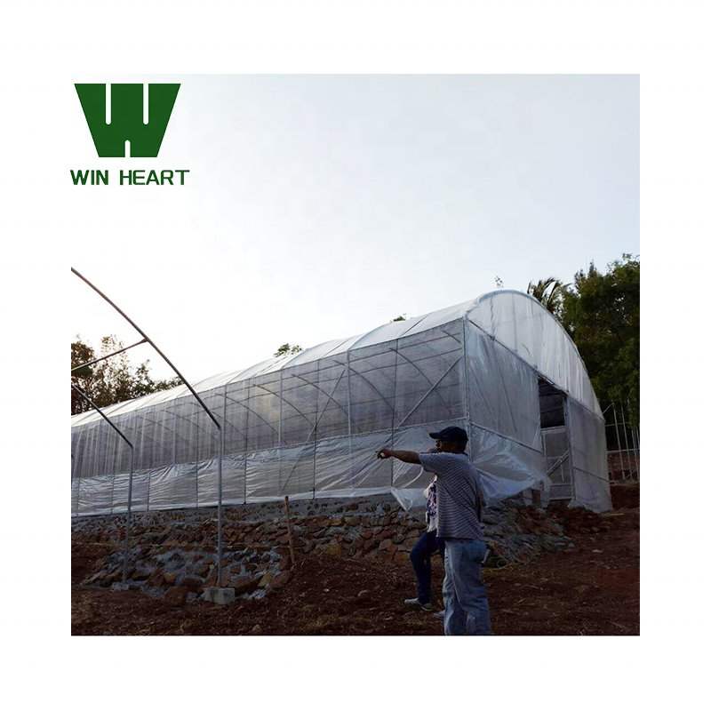 Agricultural Multi Span/Single Span film greenhouse Complete Set Greenhouse in China