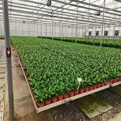 Hydroponic equipment rolling table growth ebb and flow down table agricultural greenhouse logistics seedbed bench