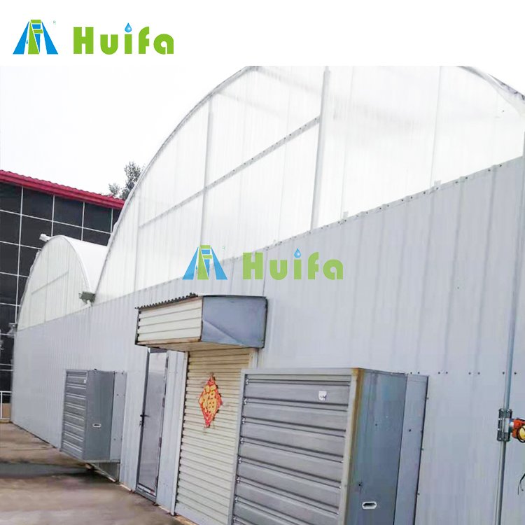 30ft*100ft Hemp Greenhouse Professional Manufacturer Single Span Fully Automated Hydroponic Film Large Green House for Sale